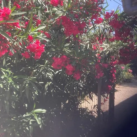 Au Coeur De La Pinede De 1 A 4 Personnes Tatil Evi *